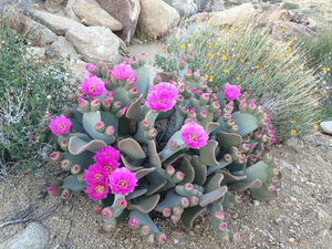 Blooming cactus in Joshua Tree