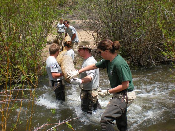 Americorps service project