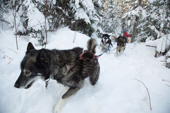 dog sledding spring break