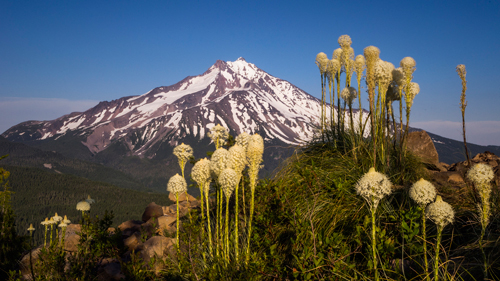 Bear grass with a view of Mt Jefferson in the Pacific Northwest. Photo by Thomas Shahan