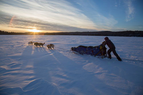 dogsledding