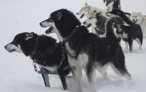 dogsledding