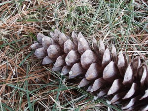 Pinecones and outdoor recreation