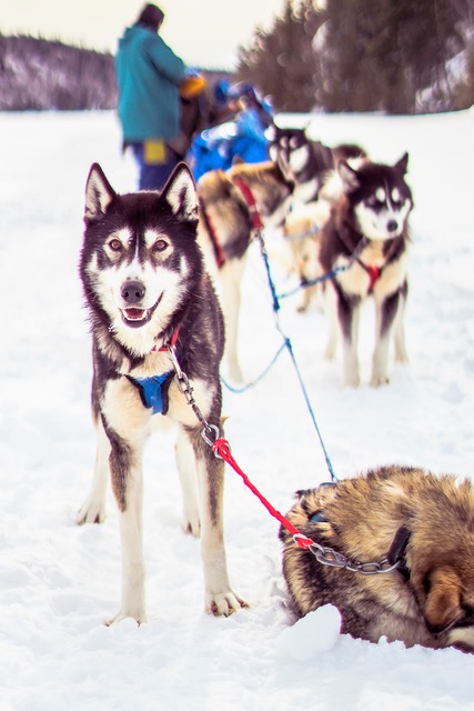 Photo taken on a Boundary Waters Dog Sledding & Cross Country Skiing for Adults expedition. Photo courtesy of Kate Samp.