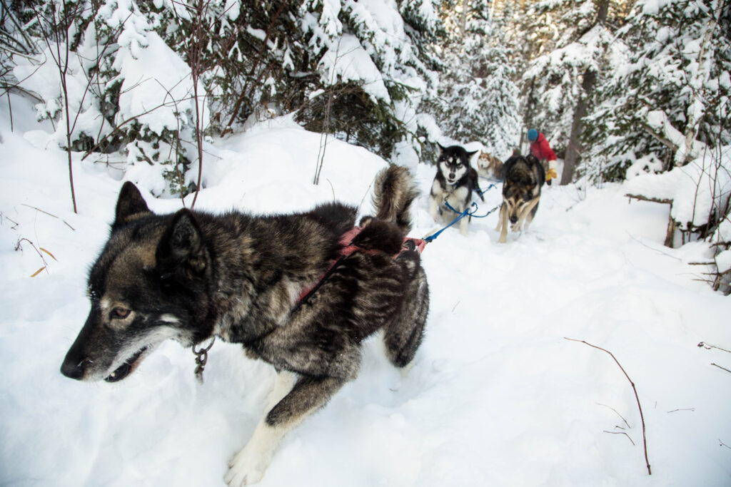 Outdoor Activity Dogsledding