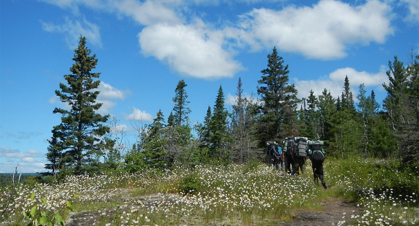 A group of people wearing backpacks hike through a flowery meadow toward a line of trees.