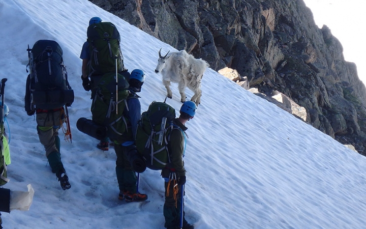 A group of people wearing safety gear and backpacks pause on a snowy incline to look at a nearby mountain goat.