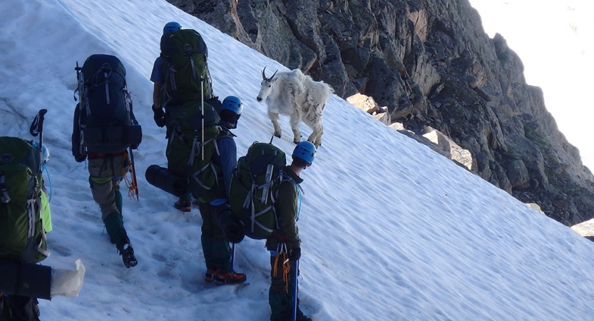 A group of people wearing safety gear and backpacks pause on a snowy incline to look at a nearby mountain goat.