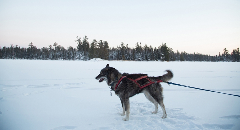 Dog sledding courses