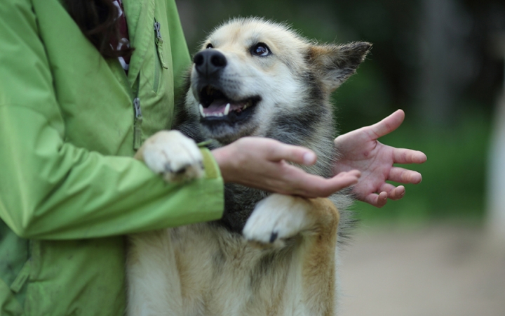 A sled dog jumps up and rests their paws on the arms of a person.