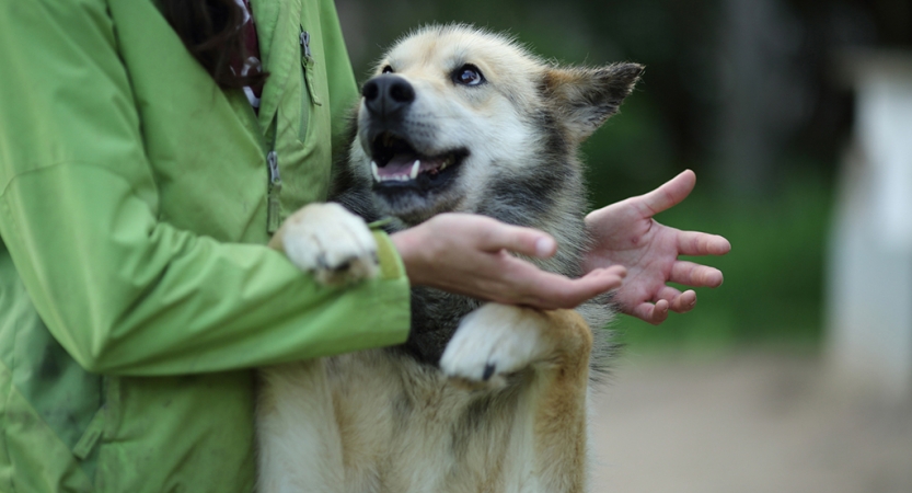 A sled dog jumps up and rests their paws on the arms of a person.